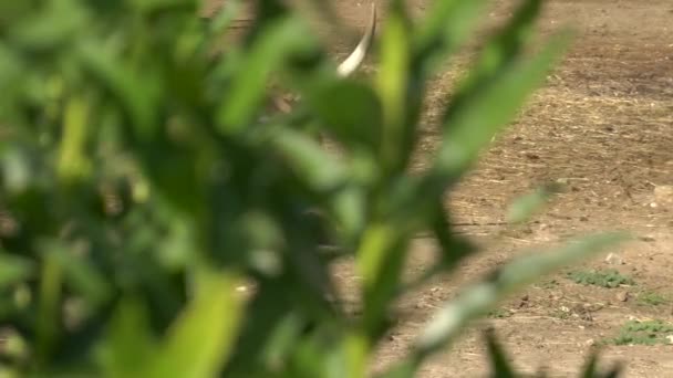 A vaca africana está no chão. Vista da vaca por trás do arbusto. Vaca nos espaços abertos da África — Vídeo de Stock