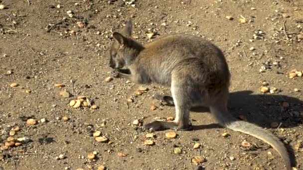 Le bébé kangourou africain s'assoit et mange. Kangourou dans les espaces ouverts d'Afrique. Animal dans la nature — Video