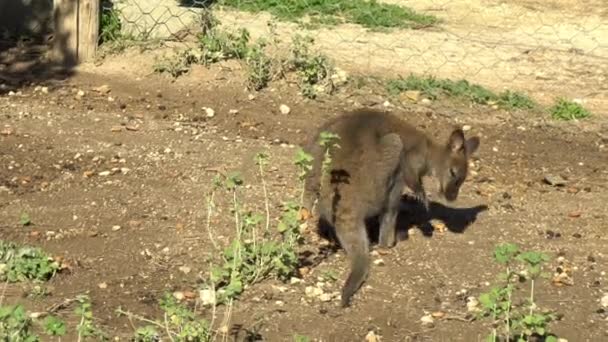 African baby kangaroo sits with its back and itches. Kangaroo in the open spaces of Africa. Animal in the wild — Stockvideo