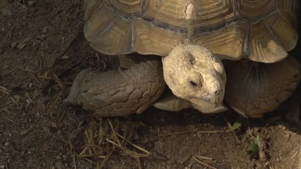 Big old turtle close-up. The turtle sits in place. Ancient animal in Africa — Stock Video