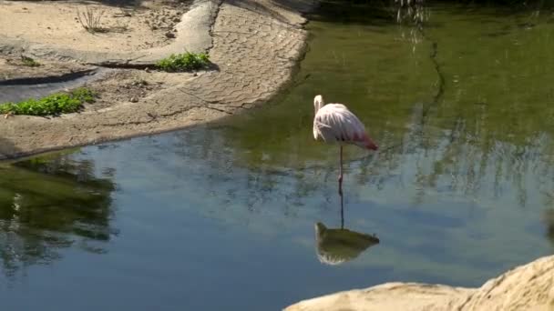 Flamingo rosa fica na água e lava. Pássaro rosa na água. Pássaro na África — Vídeo de Stock