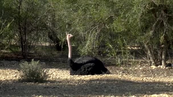 African ostrich sits on the ground. Ostrich in the open spaces of Africa. A bird in the wild — Stock Video