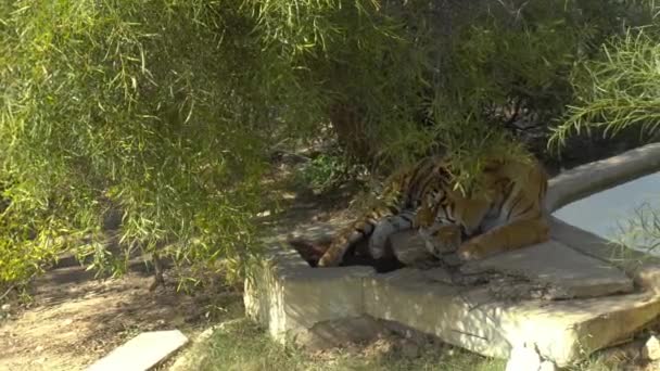 Bengaalse tijger slaapt onder een boom aan het water. Tijger in de Afrikaanse dierentuin buiten. Dieren uit vrije wil. Een bedreigde diersoort. — Stockvideo