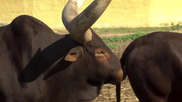 アフリカの牛は他の牛の糞を嗅ぐアフリカ動物園の屋外で大きな角を持つ牛。動物は意志がない。閉鎖 — ストック動画