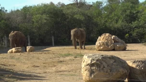 Afrikaanse olifanten slurf nemen zand en gooien op zijn rug. Gereinigd van insecten en parasieten. Olifanten in de Afrikaanse dierentuin buiten. Dieren zijn uit vrije wil. — Stockvideo