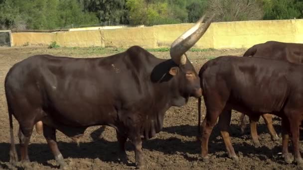 アフリカの牛は他の牛の糞を嗅ぐアフリカ動物園の屋外で大きな角を持つ牛。動物は意志がない. — ストック動画