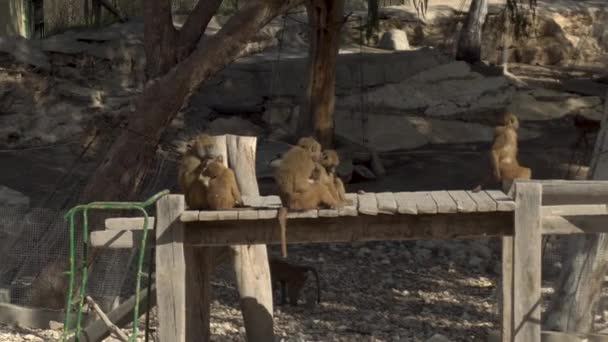 Afrikai makákók ülnek a hídon. Majmok Afrika végtelenségében. Fogságban tartott állat — Stock videók