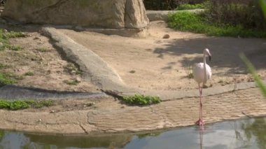 Pembe flamingo suya giriyor. Flamingolar Afrika 'nın enginliğinde. Vahşi doğada zarif bir kuş