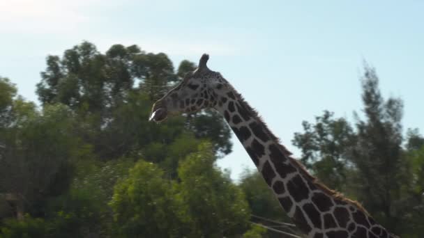 Dorosła żyrafa chodzi i macha językiem. Żyrafa w rozległej Afryce. Zwierzęta w dziczy. Zbliżenie — Wideo stockowe