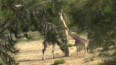 Zürafalar ağaçtan yaprak yerler. Ağaçların arkasından zürafa manzarası. Afrika hayvanat bahçesi. Hayvanlar İradesiz