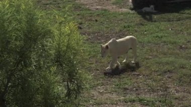 Afrikalı beyaz bir dişi aslan bir çalılığın arkasına saklanıp yürüyor. Afrika 'nın sonsuzluğundaki aslan. Vahşi doğadaki hayvanlar..