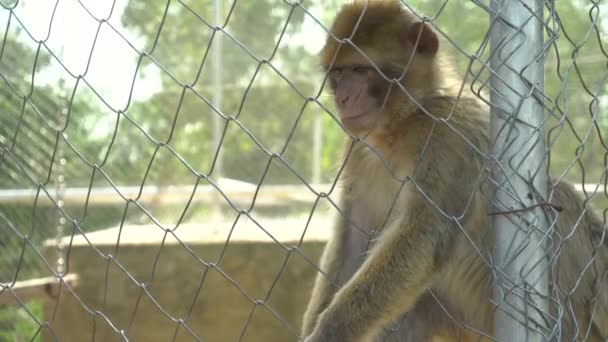El mono tomó una naranja de la mano de un hombre. Bezyana se sienta en una jaula. Animal fuera de voluntad — Vídeo de stock