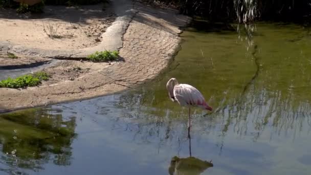 Flamingo rosa fica na água e lava. Pássaro rosa na água. Pássaro na África — Vídeo de Stock