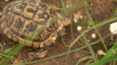 Küçük kaplumbağa sürünüyor. Vahşi doğa. Kaplumbağa yavaşça sürünüyor. Yukarıdan görüntüle