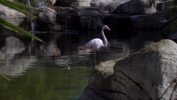Flamingo rosa fica na água e lava. Pássaro rosa na água. Pássaro na África — Vídeo de Stock