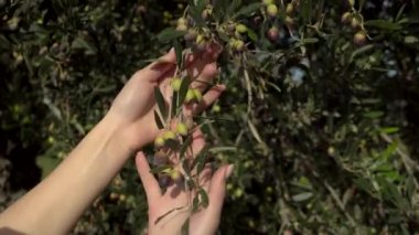 Bir kadın zeytin dalına dokunur ve bir zeytini koparır. Zeytin ağacında olgunlaşan genç zeytinler. Kadın elleri yakın.