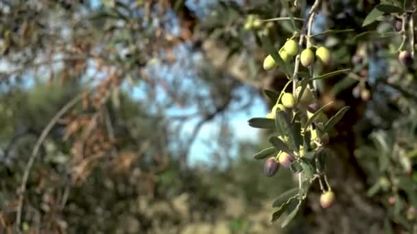 Młode oliwki dojrzewają na drzewie oliwnym. Zbliżenie oddziału oliwnego — Wideo stockowe