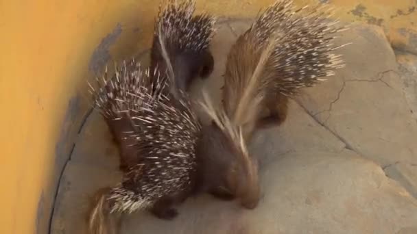 Los puercoespines jóvenes están buscando comida. Puercoespines en el zoológico africano al aire libre. Animales fuera de voluntad — Vídeo de stock