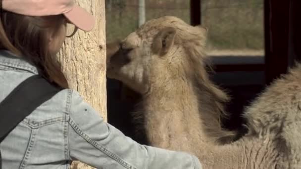 Seorang wanita muda membelai unta. Unta berpunuk satu di kebun binatang Afrika di udara terbuka. Hewan Tanpa Kehendak — Stok Video