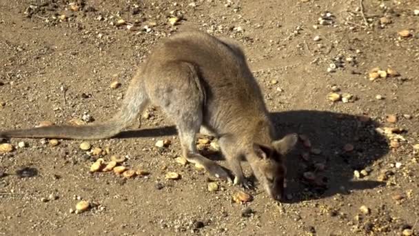 Afrikaanse baby kangoeroe zit en eet. Kangoeroe in de open ruimtes van Afrika. Dier in het wild — Stockvideo