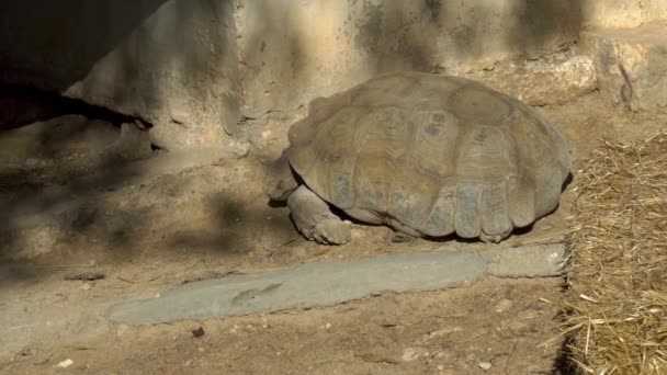 Een grote Afrikaanse schildpad slaapt op de grond. Schildpad in de Afrikaanse dierentuin in de open lucht. Dieren zijn uit vrije wil — Stockvideo