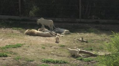 Beyaz aslan yavruları diğer aslanlara kadar dişi aslanı takip eder. Afrika hayvanat bahçesindeki aslanlar açık havada. Hayvanlar vasiyetten çıkarıldı. Nesli tükenmekte olan bir hayvan türü..
