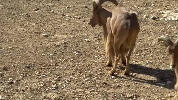 アフリカのラムが走っている。アフリカのオープンスペースに羊.野生の動物 — ストック動画