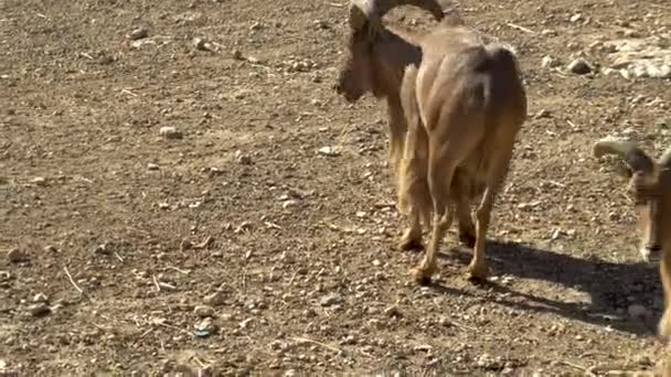 O carneiro africano está a fugir. Ovelhas nos espaços abertos da África. Animais em estado selvagem — Vídeo de Stock