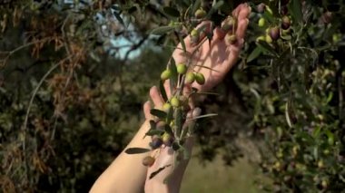 Kadın zeytin dalına dokunuyor. Zeytin ağacında olgunlaşan genç zeytinler. Kadın elleri yakın.
