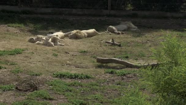 Beyaz aslan yavruları dişi bir aslanla oynuyorlar. Aslanlar uyuyor. Afrika hayvanat bahçesindeki aslanlar açık havada. Hayvanlar vasiyetten çıkarıldı. Nesli tükenmekte olan bir hayvan türü.. — Stok video