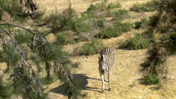 Afrikanisches Zebra steht. Zebra in den Weiten Afrikas. Tier in freier Wildbahn — Stockvideo