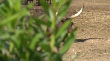 Afrika ineği yerde yatıyor. Çalılığın arkasından ineğin görüntüsü. Afrika 'nın açık alanlarında inekler