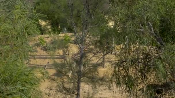 Vuxen giraff går runt i området. Utsikt över giraffen från bakom träden. Afrikansk djurpark utomhus. Djur ur ur av Will — Stockvideo