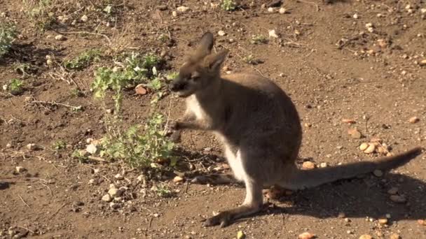Afrikai bébi kenguru ül és eszik. Kenguru Afrika nyílt terein. Vadon élő állat — Stock videók