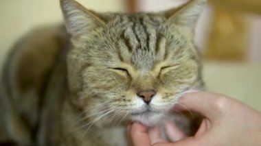 Bir İngiliz kedisini okşayan bir kız. Kedi zevk gözlerini kapayarak sandalyeye uzanır. Kedi yüzünü kapat. Yavaş çekim
