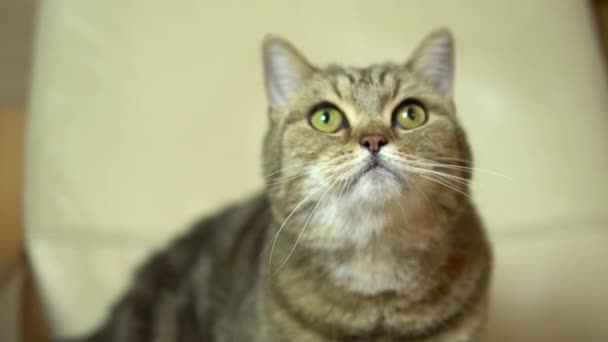 Een kattenkop van Brits ras likt zijn gezicht met zijn tong. Langzame beweging — Stockvideo