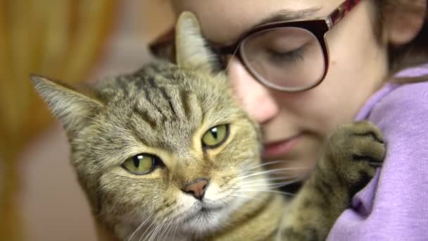 眼鏡をかけた若い女性が猫を顔に押し付ける。イギリスの品種の猫は女性と抱擁します。スローモーション — ストック動画