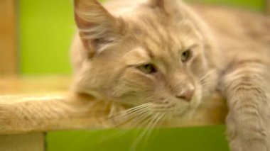 Kedi uyandı ve hoşnutsuzca miyavladı. Maine Rakun uyuyor. Kızıl kedi gürültüyle uyandı. Kedi suratlı.