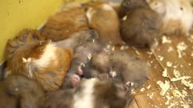 Bir hamster kalabalığı birlikte yatıyor. Küçük ve tüylü hamsterlar.