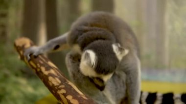 Kedi Lemur kendini yalıyor. Lemur tropikal hayvanı