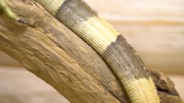 Bir dalın üzerinde bir iguana oturuyor. Iguana kertenkelesi güneşte güneşleniyor. Yakın plan.