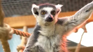 Halka kuyruklu lemur bir dala oturur ve bakar. Lemur tropikal hayvanı