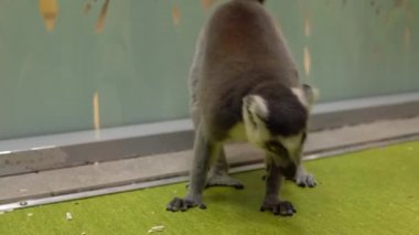 Halka kuyruklu Lemur çığlıkları. Lemur tropikal hayvanı
