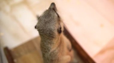 Meerkat arka ayakları üzerinde duruyor ve bakıyor. Köfte suratlı, kapat.