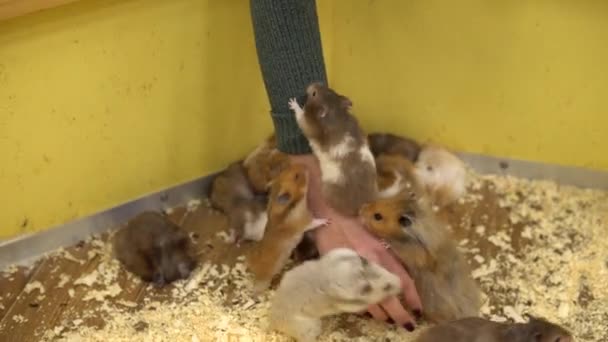 En massa hamstrar klättrar på flickans hand. Små och fluffiga hamstrar — Stockvideo