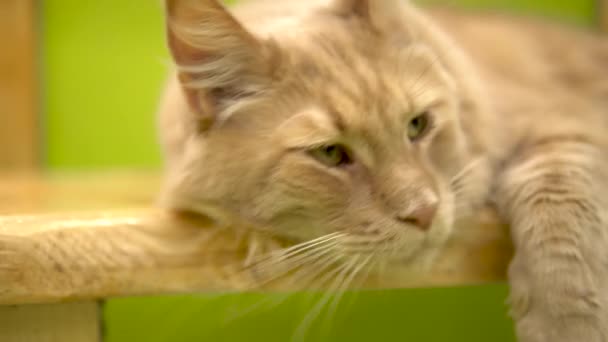 Il gatto si svegliò e miagolò dispiaciuto. Il gatto del Maine Coon sta dormendo. Il gatto rosso ha svegliato il rumore. Cat faccia da vicino — Video Stock