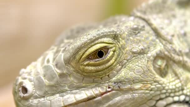 Oko iguany z bliska. Iguana wielka jaszczurka pławi się w słońcu — Wideo stockowe