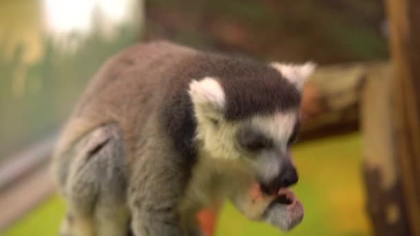 Lemur eatsring-tailed Lemur 는 앉아서 당근을 먹습니다. 열 대 동물인 레몬 — 비디오