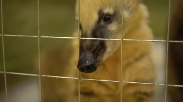 The nasua raccoon stuck his nose through the cage. Raccoon with big nose — Stock Video