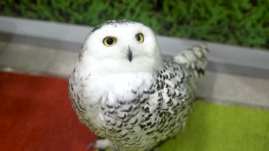 Bir kutup baykuşu dikkatlice oturur ve bakar. Beyaz büyük baykuş